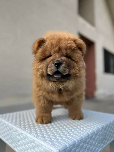 Cau Cau (Chow Chow) stenci